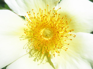 macro flor blanca