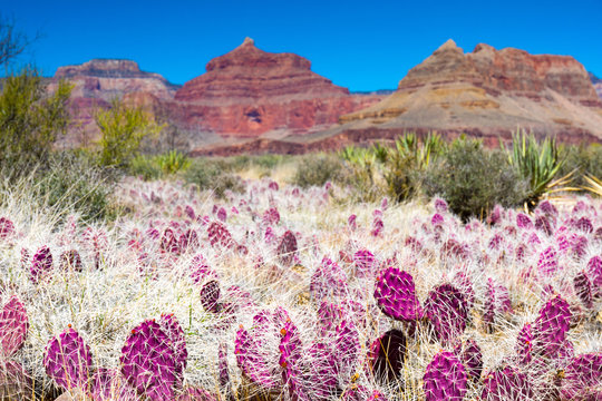 purple cactus on the Bright Angel trail in the Grand Canyon national park