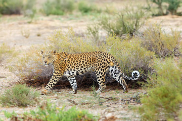 The African leopard  (Panthera pardus pardus) walks early in the morning in the desert. Young male patrolling the border of the territory.