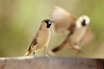 The sociable weaver (Philetairus socius), also  known as the common social weaver, common social-weaver, and social weaver sitting on the table. Weaver with another bird flying in the background.
