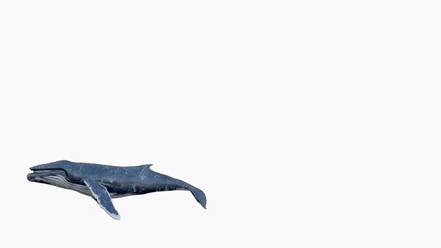 Humpback whale swims.