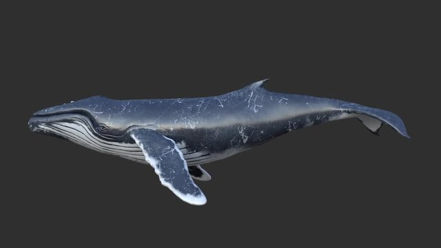 Humpback whale swims.