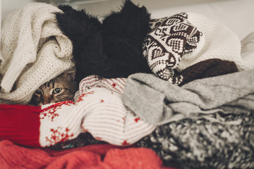 cute cat hiding in stylish sweaters, space for text. kitty maine coon with adorable eyes in pile of clothes in warm home. playful funny moments