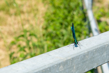 dragonfly - calopteryx virgo