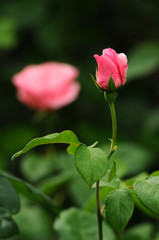 beautiful pink rose in a garden