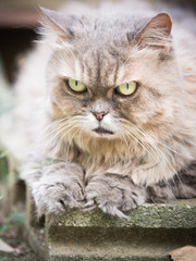 Naklejka na ściany i meble close up face and nose from beauty old female gray persian cat with long hair sit in garden with soft focus background