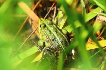 Teichfrosch (Pelophylax „esculentus“)