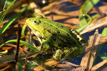 Teichfrosch (Pelophylax „esculentus“)
