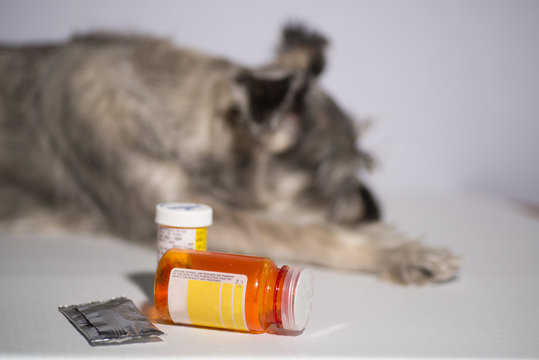 senior schnauzer dog isolated on white with medications, pills and topicals. Concept: ageing pets, veterinary healthcare