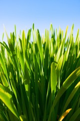 Green grass against blue sky, selective focus