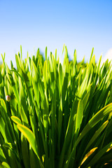 Fototapeta na wymiar Green grass against blue sky, selective focus