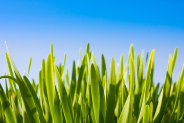 Green grass against blue sky, selective focus