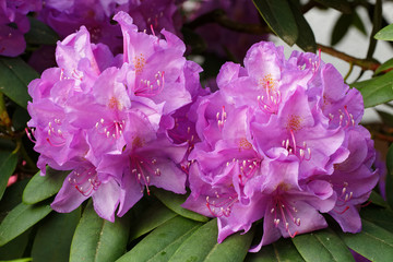 Rhododendron