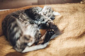 Naklejka na ściany i meble beautiful cat sleeping on stylish yellow blanket with adorable emotions in rustic room. cute tabby resting. space for text. comfortable place, sweet moment
