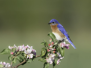 Male Eastern Bluebird Perched on Blossoming Branch in Spring