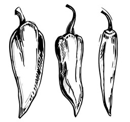 Sketch of chili peppers