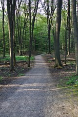 Fototapeta premium Isolated image of a beautiful trail leading