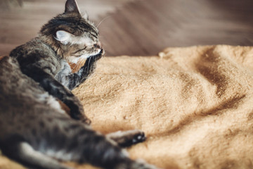 beautiful cat licking and washing itself on stylish yellow blanket with funny emotions in rustic room. cute tabby grooming and cleaning fur. space for text. grooming concept