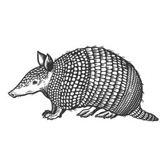 Cingulata wild animal engraving vector