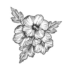 Hibiscus flower engraving vector illustration - obrazy, fototapety, plakaty