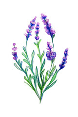 Obraz premium isolated lavender illustration