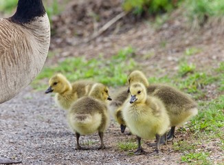 Picture with a family of Canada geese staying