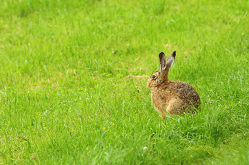 Feldhase (Lepus europaeus)