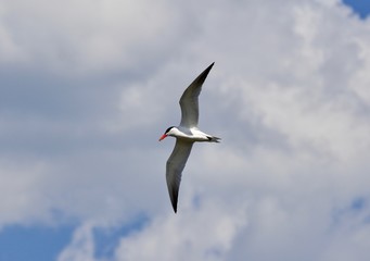 Isolated photo of a gull flying in the sky