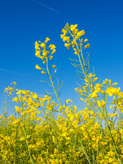 Fototapeta premium Rapsfeld im Burgenland