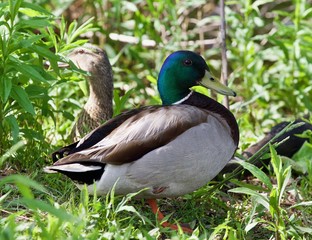 Image of two mallards standing in the grass