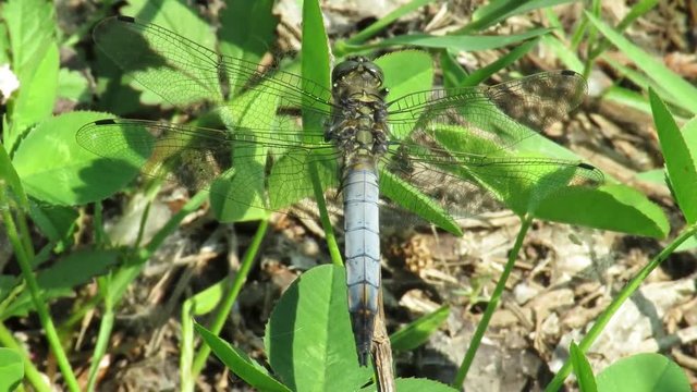 Orthetrum coerulescens