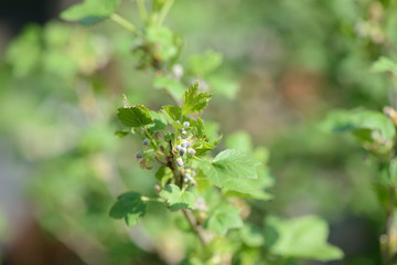 Flowers and young leaves on a bush of currant close up