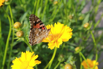 butterfly flowers yellow summer sun greens