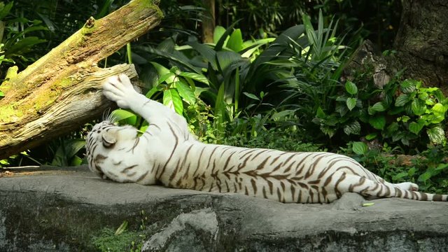 White tiger sleeping on a rock