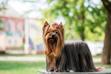 yorkshire terrier dog beautiful spring  portrait - obrazy, fototapety, plakaty