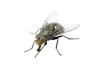 Ugly Diptera Fly Insect Isolated on White Background