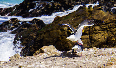 male sea gull standing on the back of a female to signal that they are ready to mate