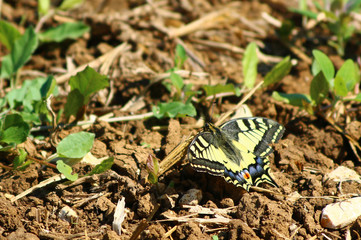 Schwalbenschwanz (Papilio machaon)