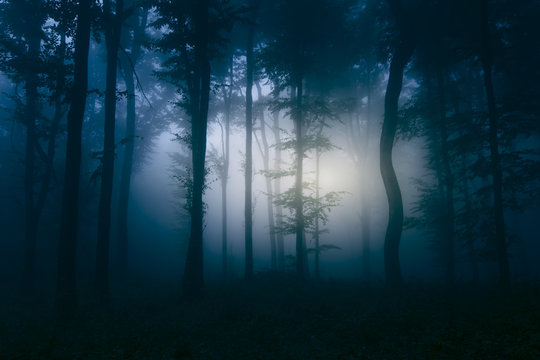 dark woods background, fantasy scene with trees in fog