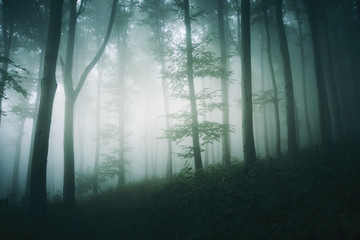 Naklejka premium tree in foggy forest fantasy landscape
