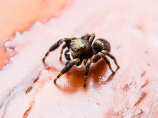 Jumping Spider Arachnid Insect Macro on Red Background