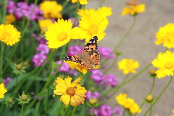 butterfly flowers yellow summer sun greens