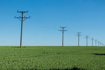 Green wheat field daytime agriculture land with tracktor traces and electric transfer wires pillars