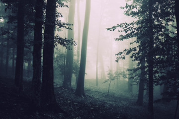 Obraz premium dark woods background with trees in fog