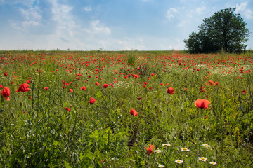 red poppy in green field spring outdoor and daisy