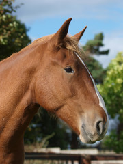 Head Shot of Chestnut Horse