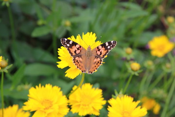 butterfly flowers yellow summer sun greens