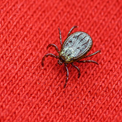 Encephalitis Virus or Lyme Disease Infected Tick Arachnid Insect Crawling on Red Cloth Background