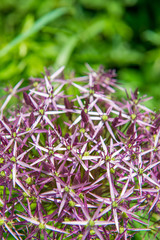 blossom of star of persia - allium christophii