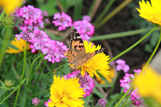 butterfly flowers yellow violet summer sun greens
